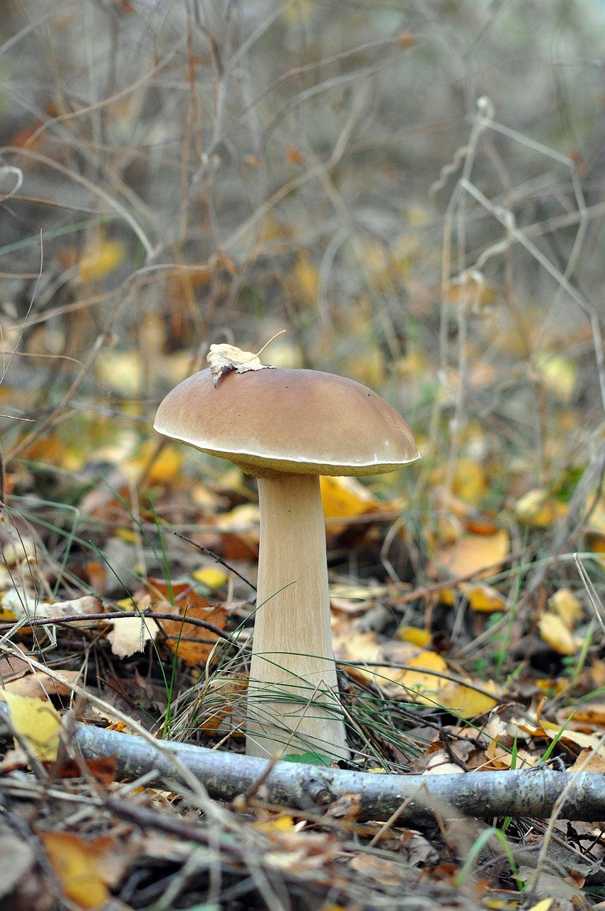 boletus, mushroom, real